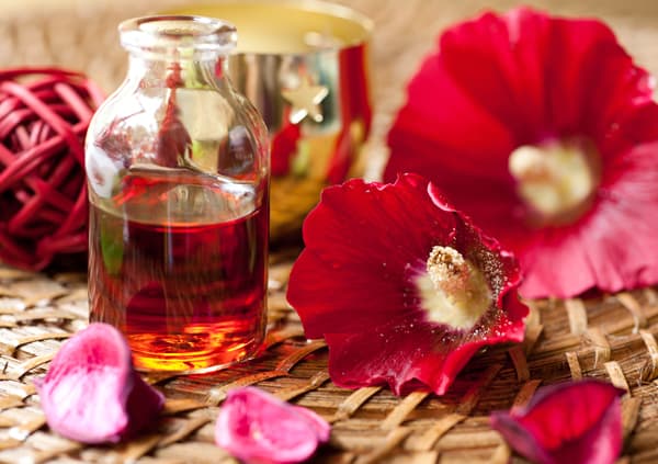 Essential Oil for aromatherapy and red flowers